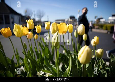 San Francisco. 12 février 2020. La photo prise le 12 février 2020 montre les tulipes en pleine floraison lors d'une exposition de tulipes à San Francisco, aux États-Unis. Crédit: Li Jianguo/Xinhua/Alay Live News Banque D'Images