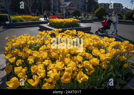 San Francisco. 12 février 2020. La photo prise le 12 février 2020 montre les tulipes en pleine floraison lors d'une exposition de tulipes à San Francisco, aux États-Unis. Crédit: Li Jianguo/Xinhua/Alay Live News Banque D'Images