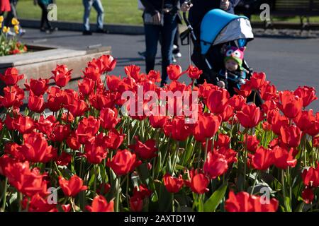 San Francisco. 12 février 2020. La photo prise le 12 février 2020 montre les tulipes en pleine floraison lors d'une exposition de tulipes à San Francisco, aux États-Unis. Crédit: Li Jianguo/Xinhua/Alay Live News Banque D'Images