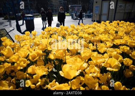 San Francisco. 12 février 2020. La photo prise le 12 février 2020 montre les tulipes en pleine floraison lors d'une exposition de tulipes à San Francisco, aux États-Unis. Crédit: Li Jianguo/Xinhua/Alay Live News Banque D'Images