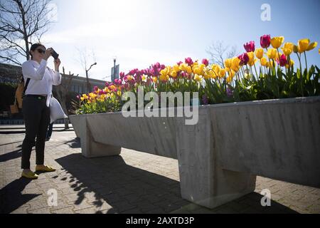 San Francisco, États-Unis. 12 février 2020. Un visiteur prend des photos des tulipes en fleurs lors d'une exposition de tulipes à San Francisco, aux États-Unis, le 12 février 2020. Crédit: Li Jianguo/Xinhua/Alay Live News Banque D'Images