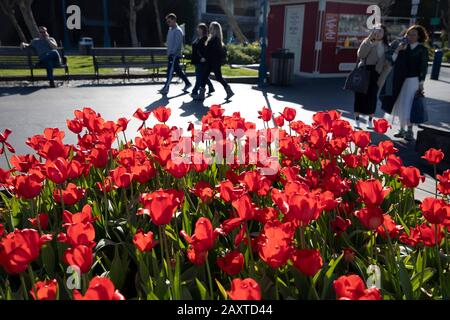 San Francisco. 12 février 2020. La photo prise le 12 février 2020 montre les tulipes en pleine floraison lors d'une exposition de tulipes à San Francisco, aux États-Unis. Crédit: Li Jianguo/Xinhua/Alay Live News Banque D'Images