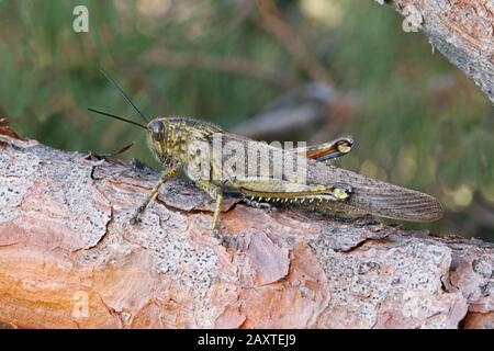 femelle de criquet migrateur, phase solitaire, locusta migratoria Banque D'Images