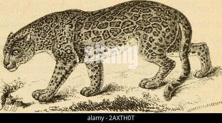 'Dyreriget : (Laerebog i zoologue, nr. 1)' (1866) Banque D'Images