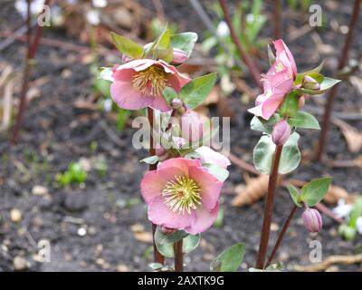 Fleurs d'hellébore Helleborus orientalis dans le jardin Banque D'Images