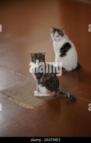 Deux Chats Assis Dos A Dos Et Jusqu A La Photo Stock Alamy