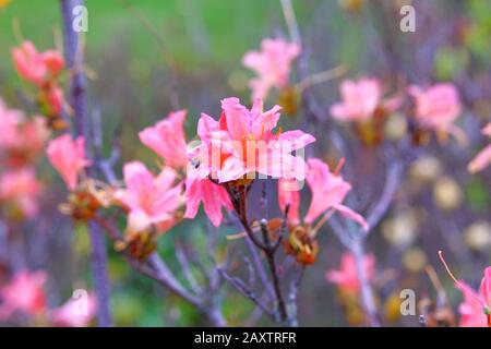 Le brousse de Rhododendron molle fleurit dans le parc de la ville. Les fleurs roses poussent dans le jardin, à proximité. Aménagement paysager et décoration au printemps. Banque D'Images