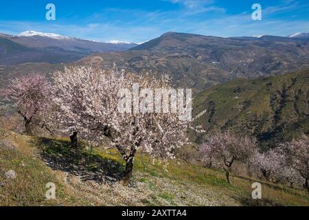 Fleurs d'amandiers, fleurs d'amandiers, fleurs d'amandiers, Prunus dulcis, avec Sierra Nevada montagnes dans le dos à Andalousie, Espagne en février Banque D'Images