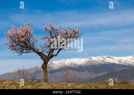 Fleurs d'amandiers, fleurs d'amandiers, fleurs d'amandiers, Prunus dulcis, avec Sierra Nevada montagnes dans le dos à Andalousie, Espagne en février Banque D'Images