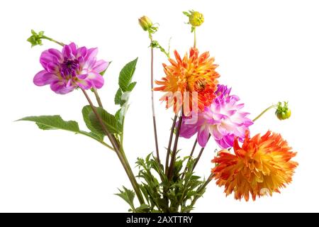 Fleurs dahlia colorées isolées sur fond blanc Banque D'Images