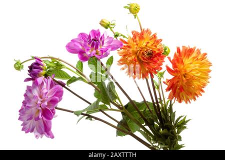 Fleurs dahlia colorées isolées sur fond blanc Banque D'Images