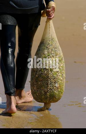 Le pêcheur a recueilli un grand sac de fruits de mer net de la rive. Banque D'Images