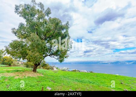 Vue de l'ouest de la mer de Galilée (lac Kinneret), avec un arbre à eucalyptus. Nord D'Israël Banque D'Images