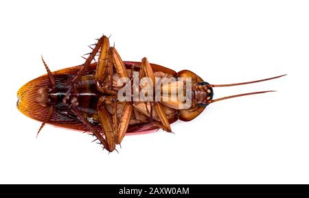 Nom Scientifique : Periplaneta Americana. Photo détaillée du Cockroach Siffleur américain avec des parties identifiables du corps mentant pour la dissection de laboratoire. Banque D'Images