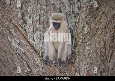 Le singe vervet (Chlorocebus pygerythrus), est un singe de l'ancien monde de la famille des Cercopithecidae, originaire d'Afrique. Banque D'Images