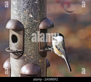 Chickadee noir Capping perché sur un convoyeur extérieur Banque D'Images