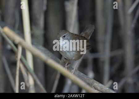 Paruline de brousse Baikal, Locustella davidi, Maguri Beel, sud-est du parc national de Dibru Saikhowa, district de Tinsukia, Upper Assam, Inde, Banque D'Images