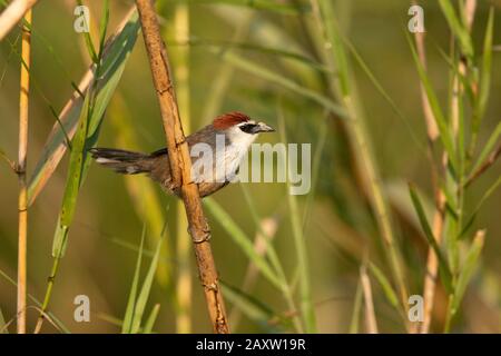 Babbler aux châtaigniers, Timalia pileata, Maguri Beel, au sud-est du parc national de Dibru Saikhowa, district de Tinsukia, Assam supérieur, Inde Banque D'Images