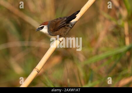 Babbler aux châtaigniers, Timalia pileata, Maguri Beel, au sud-est du parc national de Dibru Saikhowa, district de Tinsukia, Assam supérieur, Inde Banque D'Images