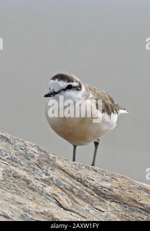 Pluvier à façade blanche (Charadrius marginatus) adulte debout sur le rocher Western Cape, Afrique du Sud Novembre Banque D'Images