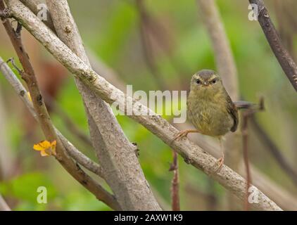 Paruline Aberrante De Bush, Horornis Flavolivaceus, Maguri Beel, District De Tinsukia De Upper Assam, Inde Banque D'Images