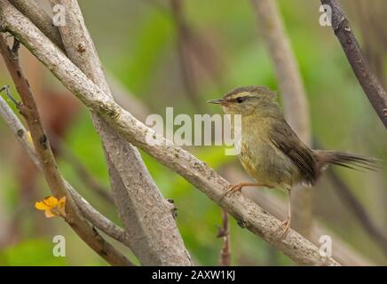 Paruline Aberrante De Bush, Horornis Flavolivaceus, Maguri Beel, District De Tinsukia De Upper Assam, Inde Banque D'Images