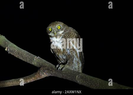 Owlet barré asiatique, Glaucidium cucucuculoides, Maguri Beel, district de Tinsukia, Haute-Assam, Inde Banque D'Images