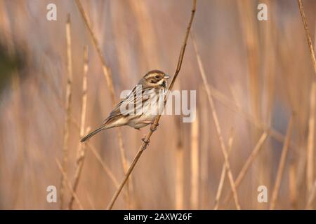 Bruant des roseaux (Emberiza schoeniclus) Banque D'Images