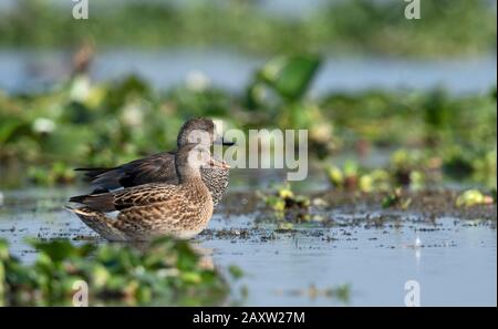 Canard De Gadwall, Mareca Strepera, Maguri Beel, District De Tinsukia, Haute-Assam, Inde Banque D'Images