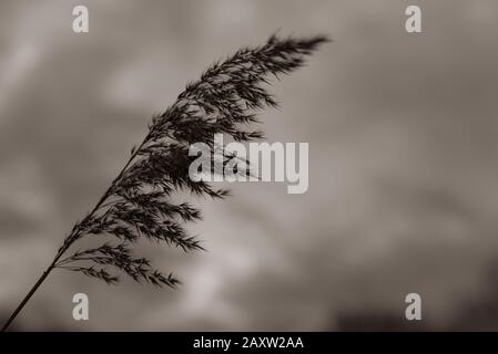 Graines de roseau à un jour sombre nuageux, graines de queue de cheval, bokeh agréable, nuages en arrière-plan, Phragmites australis, photo noir et blanc Banque D'Images