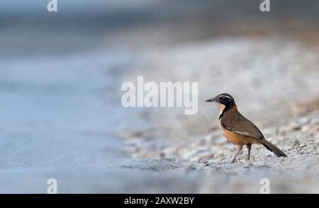 Laughingthrush, Pterorhinus Pectoralis, Dehing Dehing Patkai Wildlife Sanctuary, Assam, Inde Banque D'Images