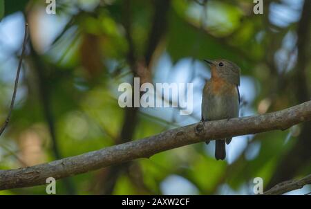 Sapphire Flycatcher, Ficedula Sapphira, Malé Dehing Patkai Wildlife Sanctuary, Assam, Inde Banque D'Images