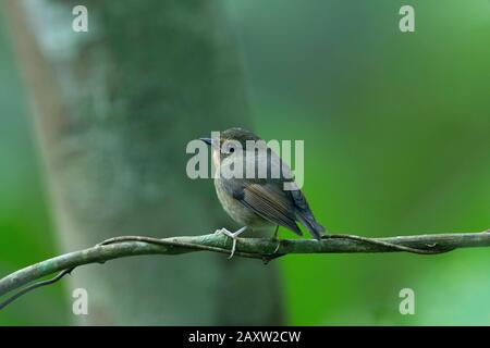 Moucherolle À Sourcils Enneigés, Ficedula Hyperythra, Refuge Pour Animaux Sauvages De Patkai, Assam, Inde Banque D'Images