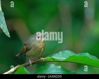 Moucherolle À Sourcils Enneigés, Ficedula Hyperythra, Refuge Pour Animaux Sauvages De Patkai, Assam, Inde Banque D'Images