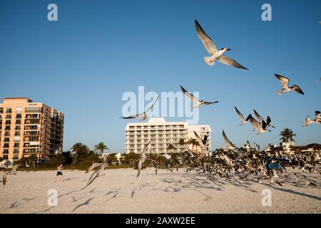 Groupe d'oiseaux volant sur une plage ensoleillée de Floride Banque D'Images