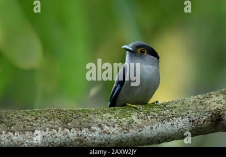 Grand-Facture Argentée, Serilophus Lunatus, Dehing Dehing Patkai Wildlife Sanctuary, Assam, Inde Banque D'Images