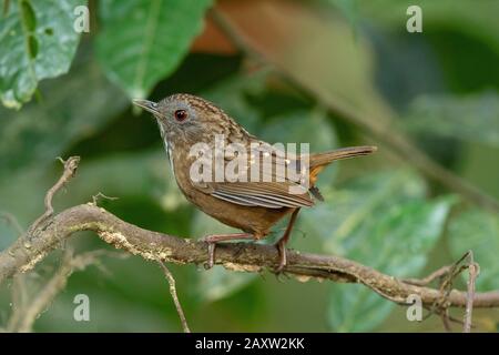 Wren Babbler Strié, Napothera Brevicaudata, Dehing Dehing Patkai Wildlife Sanctuary, Assam, Inde Banque D'Images