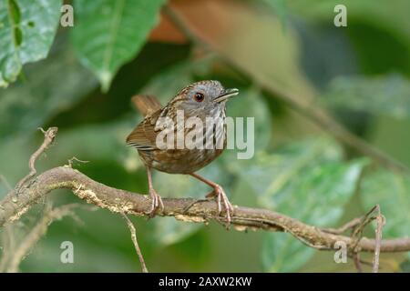 Wren Babbler Strié, Napothera Brevicaudata, Dehing Dehing Patkai Wildlife Sanctuary, Assam, Inde Banque D'Images