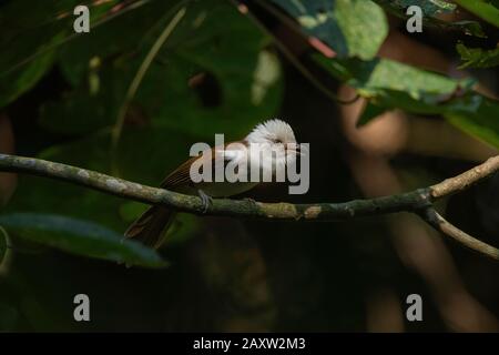 Babbler À Capuchon Blanc, Gampsorhynchus Rufulus, Dehing Dehing Patkai Wildlife Sanctuary, Assam, Inde Banque D'Images