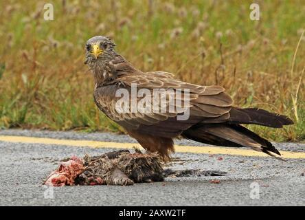 Kite à bec jaune (Milvus parasiitus) adulte se nourrissant sur la route tuer dans la pluie Western Cape, Afrique du Sud Novembre Banque D'Images