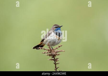 Bluethroat, Luscinia Svecica, Ladakh, Jammu-Et-Cachemire, Inde Banque D'Images