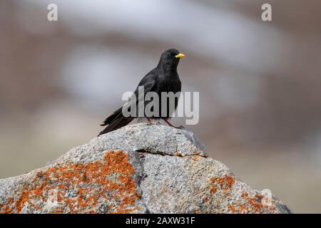 Chough alpin ou chough à bec jaune, graculus de Pyrrhocox, Ladakh, Jammu-et-Cachemire, Inde Banque D'Images