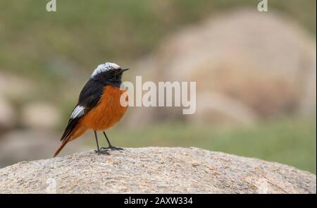 Le redstart de Güldenstädt , Phénicurus erythrogastusségalement appelé le redstart à ailes blanches, Ladakh, Jammu-et-Cachemire, Inde Banque D'Images