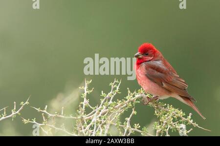 Commun Rosefinch Mâle, Carpodacus Erythrinus, Ladakh, Jammu-Et-Cachemire, Inde Banque D'Images