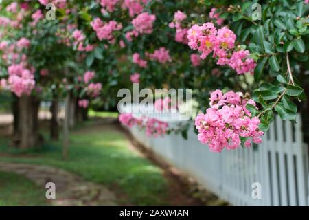 La crêpe Myrtles rose ligne une clôture de piquetage dans un quartier dans une petite ville rurale. Banque D'Images