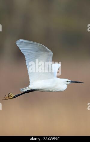 Aigrette garzette (Egretta garzetta) Banque D'Images