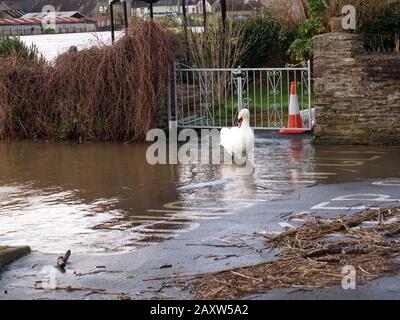 Swan dans la rivière polluée Teifi, Pays de Galles Banque D'Images