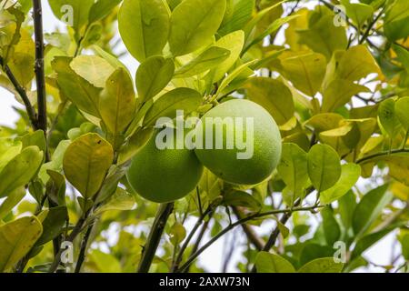 Grande vue rapprochée de deux fruits pomelo (agrumes maximums), cultivés de façon organique et accrochés sur un arbre en Malaisie. Pomelo est le plus grand de tous les... Banque D'Images