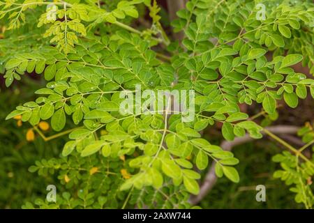 Vue rapprochée parfaite des feuilles de moringa (Moringa oléifera) cultivées de façon organique en Malaisie. Les feuilles sont la partie la plus nutritive de la plante, étant... Banque D'Images