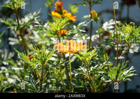 marguerites jaunes dans le jardin sous le soleil chaud Banque D'Images